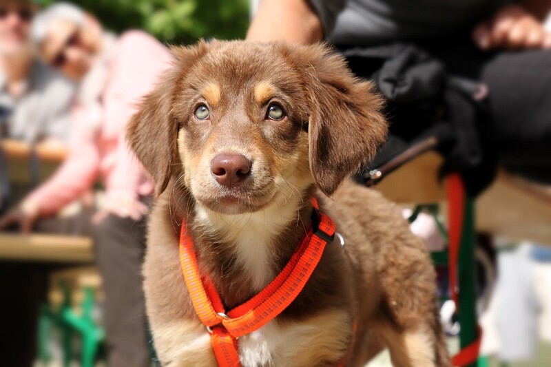 I mysłowicki dogtrekking - zapisy tylko do 5 sierpnia
