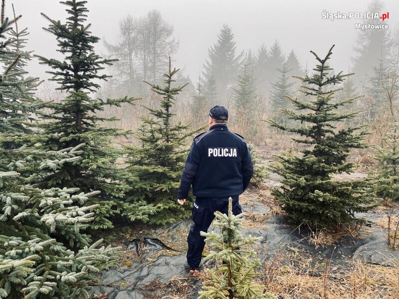 Policjanci przed świętami kontrolują lasy