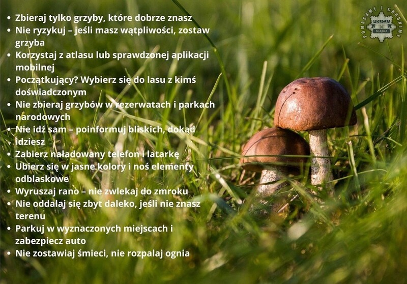 Śląska Policja apeluje o ostrożność podczas grzybobrania – sprawdź zasady bezpieczeństwa